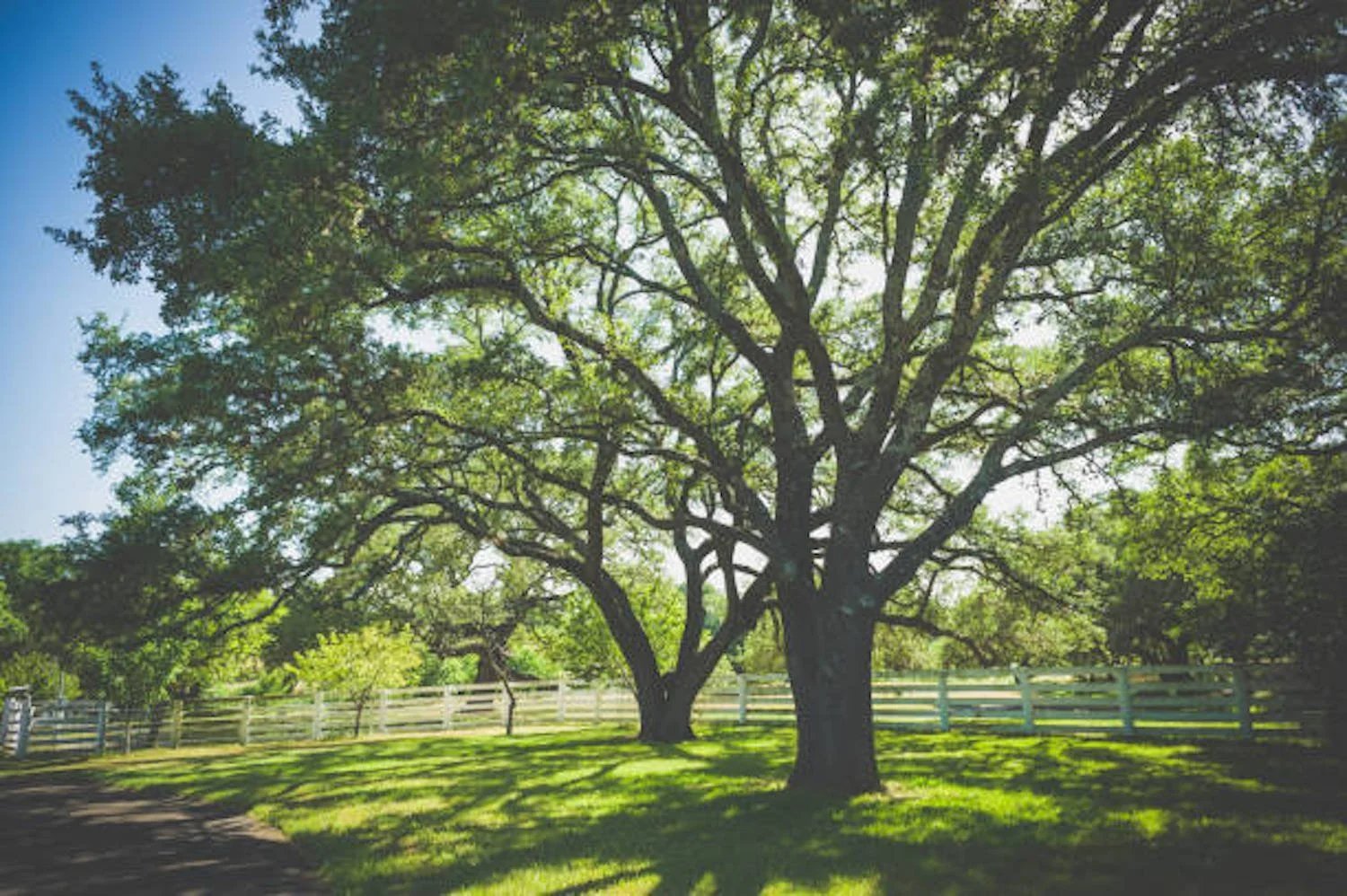 two large oak trees in front of white fence