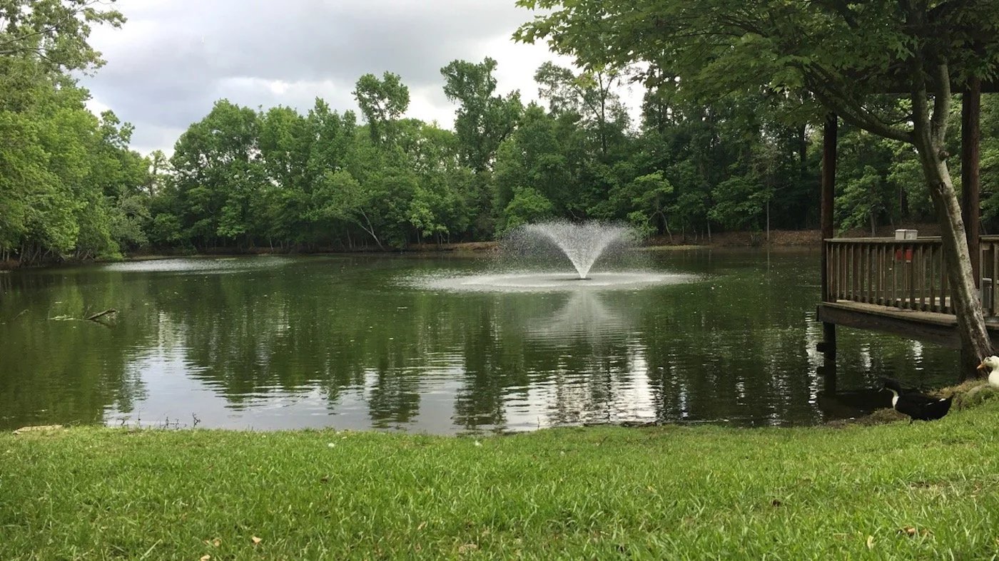 grassy pond with fountain