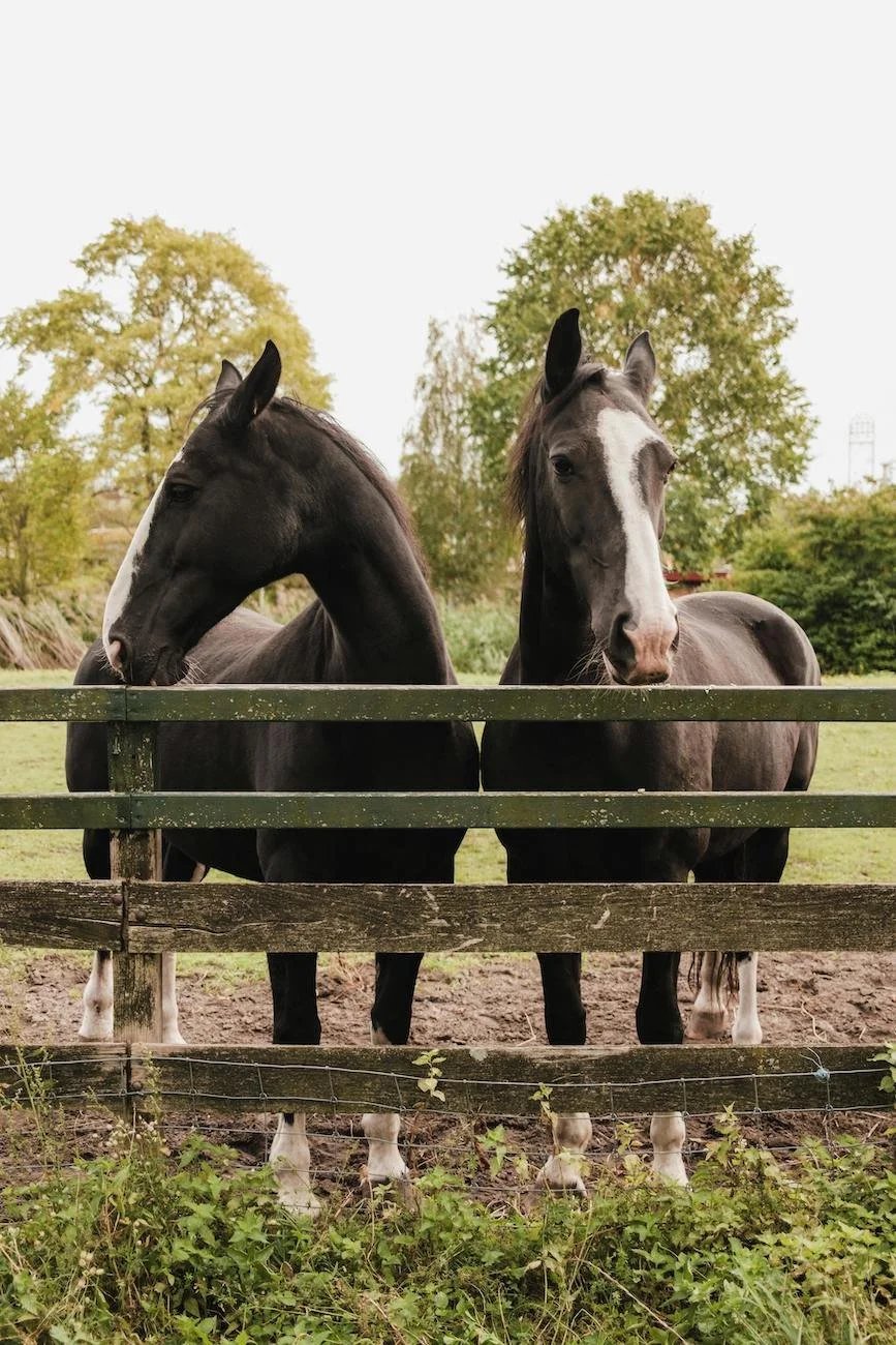 two brown horses with head over wood fence
